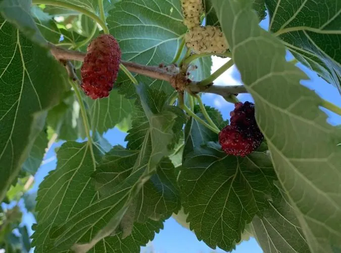 Secret Edem Feriehus *