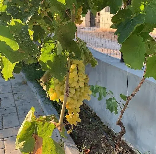 Secret Edem * 콜림비아